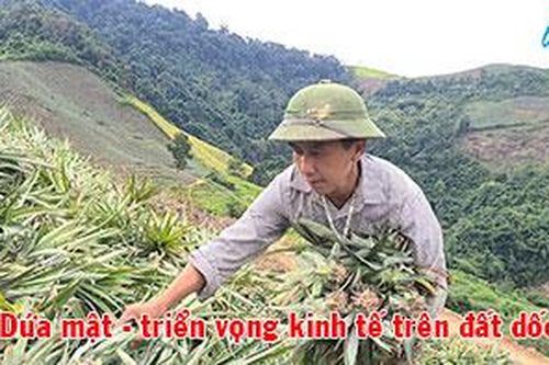 Dứa mật - triển vọng kinh tế trên đất dốc