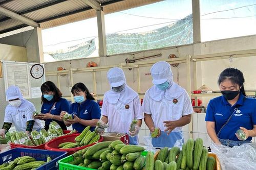 Giá rau, củ giảm