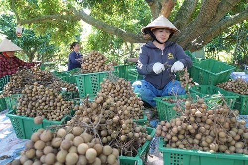 Ngày hội Nhãn Châu Thành năm 2023 - Đánh thức tiềm năng bản địa