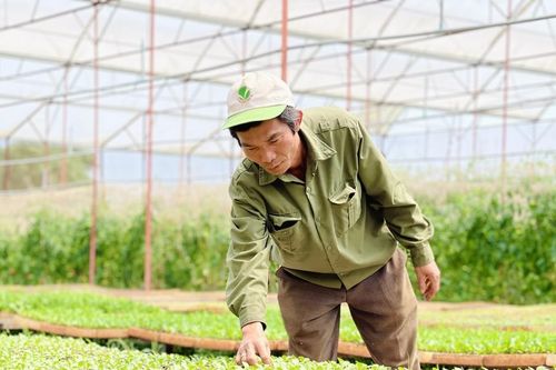 Tư vấn, đánh giá tiêu chuẩn VietGAP cho 10 đơn vị canh tác nông nghiệp