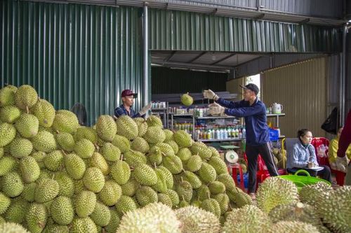 Diện tích cây ăn quả toàn tỉnh tăng