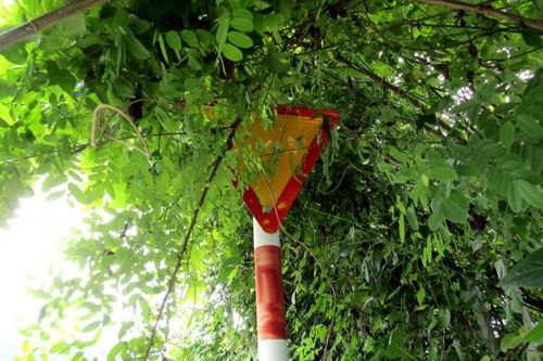 Biển báo giao thông bị cây xanh che khuất