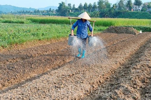 Nông dân khẩn trương thu hoạch cây trồng vụ mùa, dành đất sản xuất vụ đông