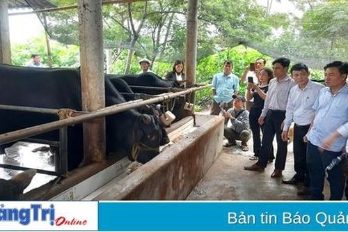 Mô hình nuôi bò thịt thâm canh mang lại hiệu quả kinh tế cao