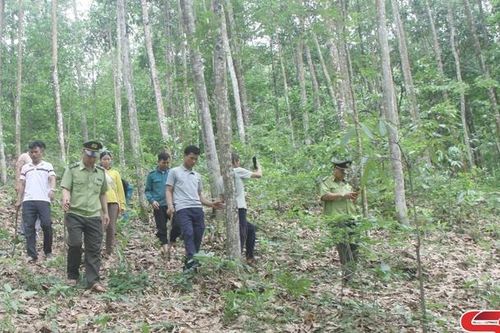Tập trung các giải pháp bảo vệ và phát triển rừng