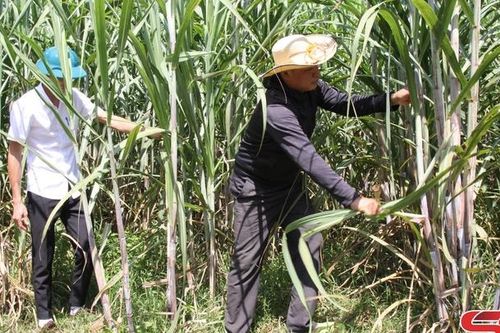 Thực hiện tốt công tác tạo nguồn đảng viên