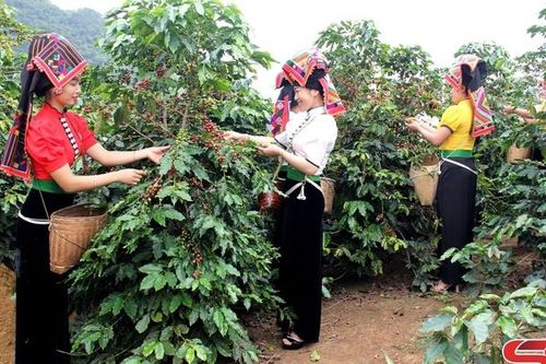 Náo nức chuẩn bị cho Hội thi nhà nông đua tài