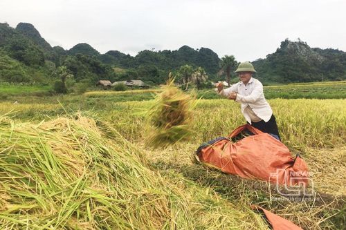 Phấn đấu giảm 2% hộ nghèo dân tộc thiểu số