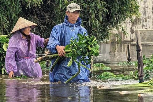 Cây nưa bị thiệt hại nặng do mưa lũ