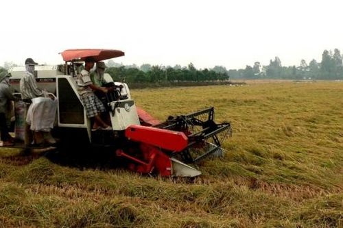 Sắp diễn ra Festival quốc tế ngành hàng lúa gạo Việt Nam - Hậu Giang 2023
