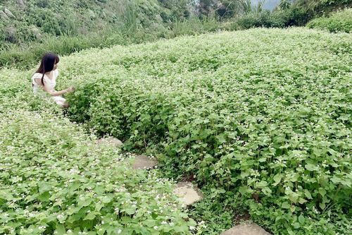 Hà Giang: Sẵn sàng cho Lễ hội hoa Tam giác mạch lần thứ IX