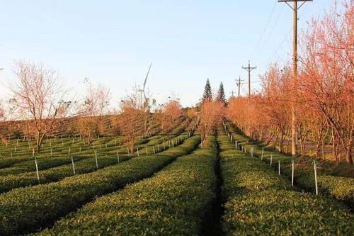 Ngành chè Lâm Đồng phát triển với nhiều điểm sáng