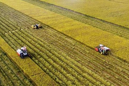 Cây lúa chuyển mình đưa Long Phú tiến bước nhanh trên hành trình nông thôn mới