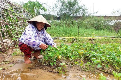 Nông dân Đà Nẵng rớt nước mắt nhặt từng cọng rau sau mưa lũ