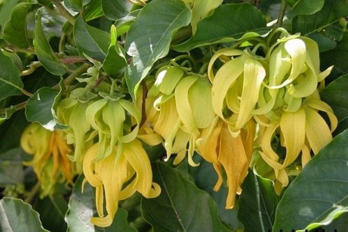 Có nên trồng cây hoa dẻ trước nhà?