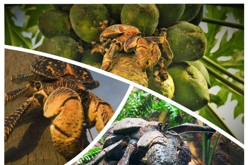 Loài cua biết trèo cây, sợ nước, giá 7 triệu đồng/kg