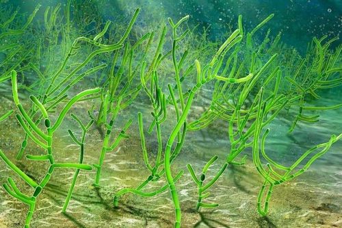 Loài thực vật sống ở biển hàng nghìn năm trước, giờ là món ăn ưa thích của trẻ em