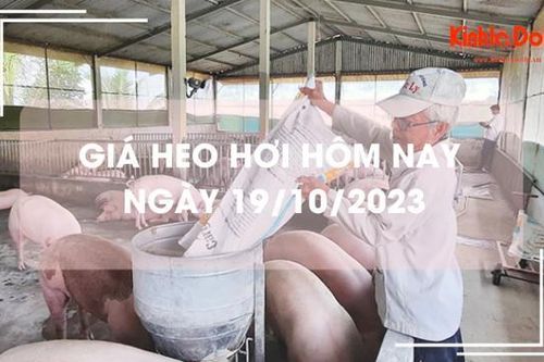 Giá heo hơi hôm nay 19/10/2023: Giảm 1.000 đồng trên cả ba miền