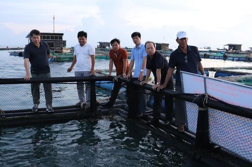 Nuôi cá bớp trong lồng nhựa HDPE có thể chống chịu gió bão cấp 7, 8 trở lên ở đảo Lý Sơn