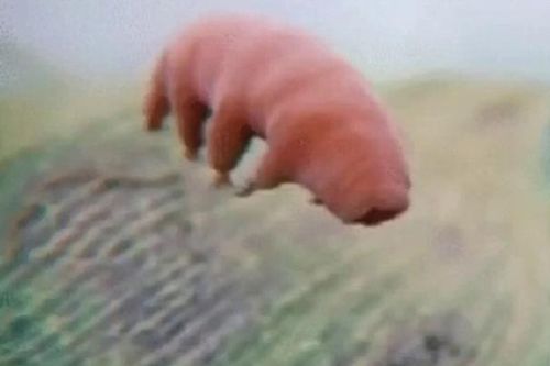 Loài động vật chịu lạnh khiến băng giá cũng phải 'chào thua'