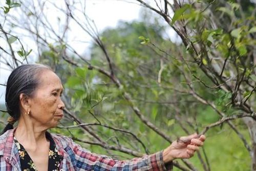 Cam đặc sản chết hàng loạt, nông dân thất thu