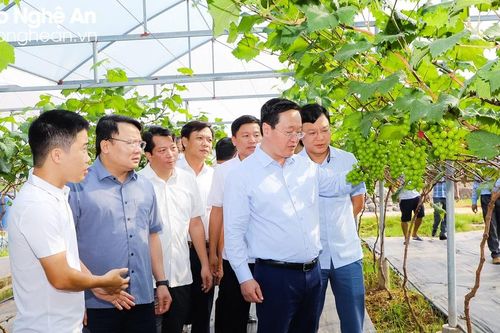 Chủ tịch UBND tỉnh Nguyễn Đức Trung thăm mô hình kinh tế và kiểm tra các dự án tại thị xã Thái Hòa