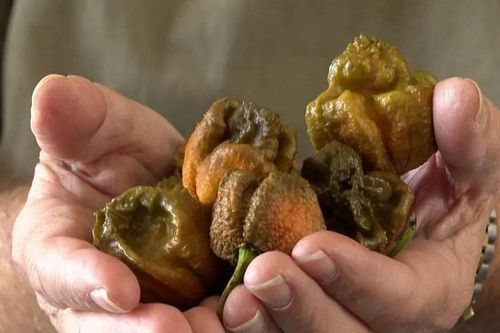 Pepper X soán ngôi ớt cay nhất thế giới, cay hơn cả xịt chống gấu