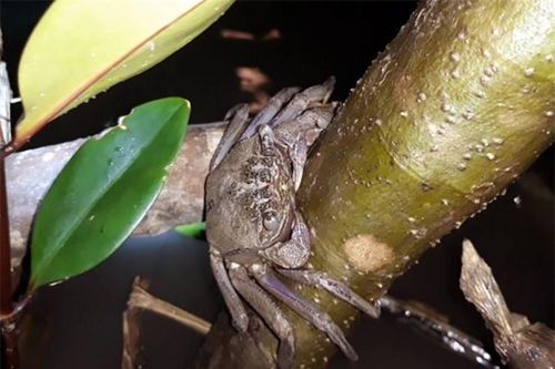 'Lộc trời' bò ra từ trong hang, có tên gọi rất lạ, ban đêm dân soi đèn đi bắt về bán 200.000 đồng/kg thành đặc sản