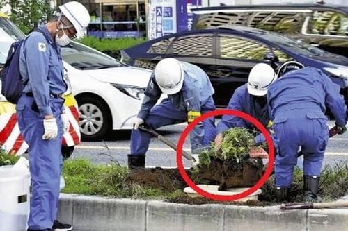 Nhật Bản huy động công nhân 'cứu' quả dưa hấu mọc giữa đường
