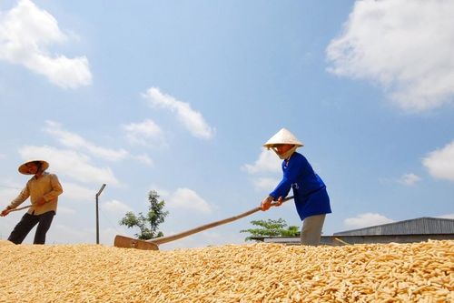 Địa phương nào có nhiều thương nhân đủ điều kiện xuất khẩu gạo nhất?