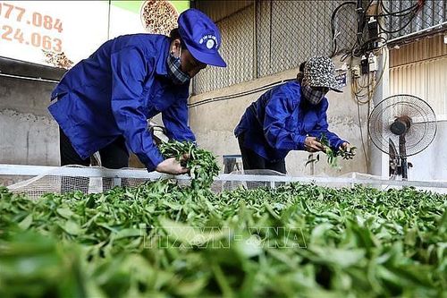 Hỗ trợ lương, thưởng cho người tốt nghiệp đại học về làm việc tại hợp tác xã