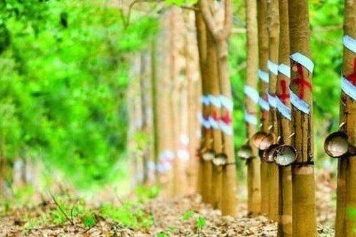 Cao su Phước Hòa: Giá bán mủ cao su giảm sâu, mảng BĐS công nghiệp 'gánh' hầu hết lợi nhuận