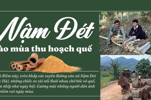 Nậm Đét vào mùa thu hoạch quế
