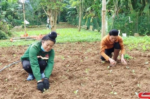 Thuận Châu trồng cây vụ đông