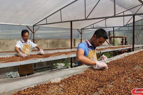 Cà phê hòa tan sấy thăng hoa – sản phẩm cà phê đặc sản nguyên chất Arabica Sơn La