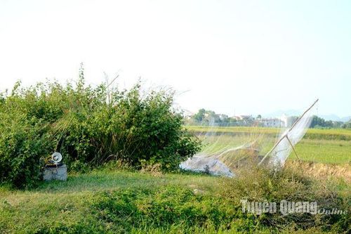 Tái diễn tình trạng bẫy chim trời
