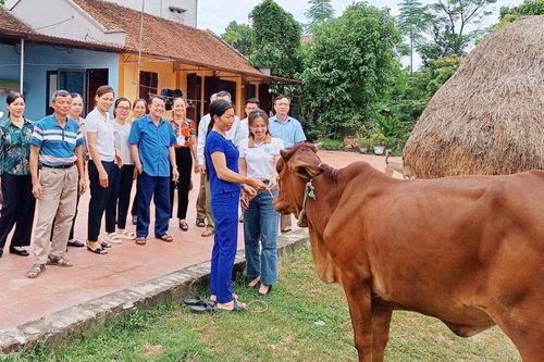 Phú Bình: Góp quỹ mua bò cho phụ nữ nghèo