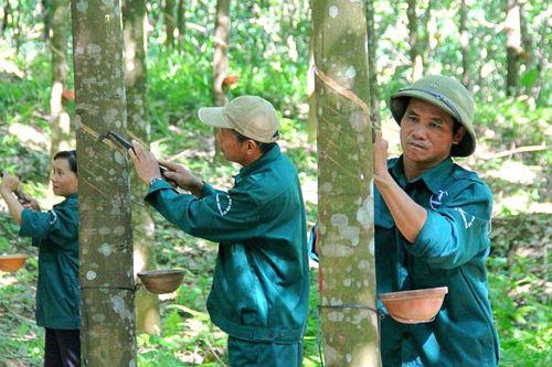 Cao su Phước Hòa (PHR): Lãi ròng 9 tháng mới đạt 54% mục tiêu cả năm, chờ đợi mảng BĐS công nghiệp