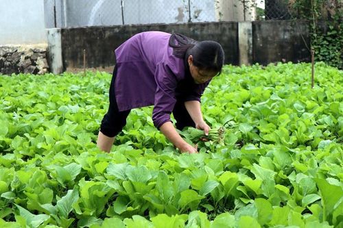 Tăng liên kết giúp Triệu Sơn đẩy nhanh quá trình giảm nghèo