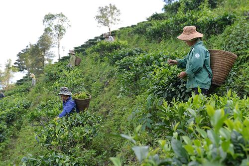 Nghệ An: Bố trí đất ở, đất sản xuất cho đồng bào dân tộc thiểu số