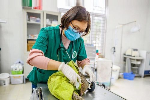 Nâng cao trách nhiệm cứu hộ động vật quý hiếm