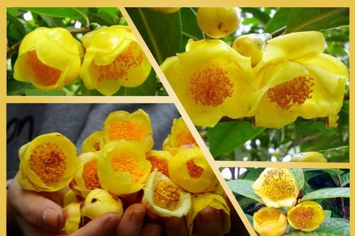 Nữ hoàng của các loại trà ở Việt Nam: Sang trọng, quý hiếm, có nguy cơ tuyệt chủng cao