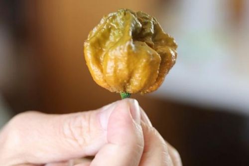 Loại ớt có độ cay khiến người ăn có thể mất mạng