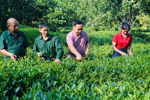 Phát triển sản phẩm OCOP từ cây chè Yên Bái