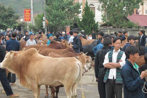 Xóa đói giảm nghèo từ phát triển chăn nuôi gia súc