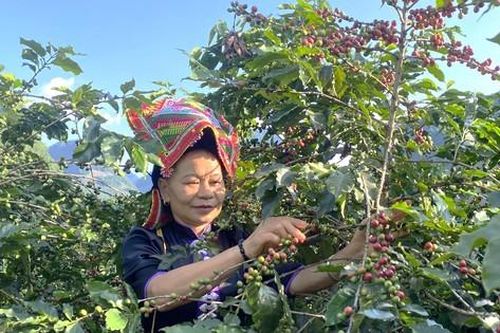 Nông dân tất bật chuẩn bị cho lễ hội cà phê lần đầu tiên ở Sơn La