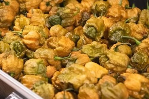 Ớt 'tử thần' cay nhất thế giới khiến người ăn đau đớn suốt nhiều giờ
