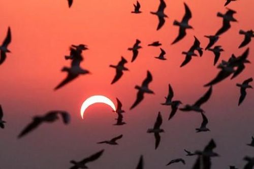 10 điều kỳ lạ xảy ra trong quá trình nhật thực