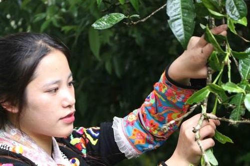 Bảo tồn 'lộc trời' nơi núi rừng biên cương