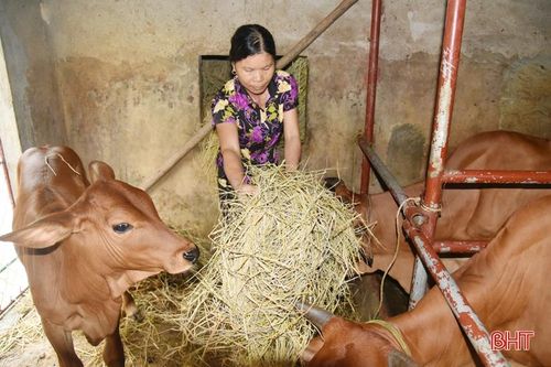 'Chìa khóa' mở cánh cửa thoát nghèo bền vững cho nông dân Lộc Hà